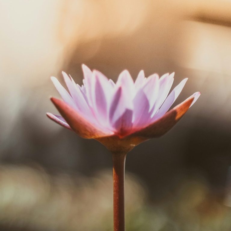 Symbolfoto Blüte Eine rosa Seerose mit zarten Blütenblättern, sanft beleuchtet.